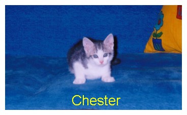 chester