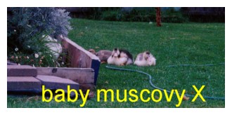 muscovy X