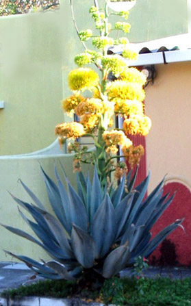 Yucca