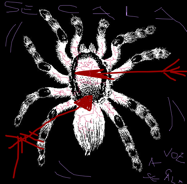 A.C.Deckmann, Corel Photopaint 8.0