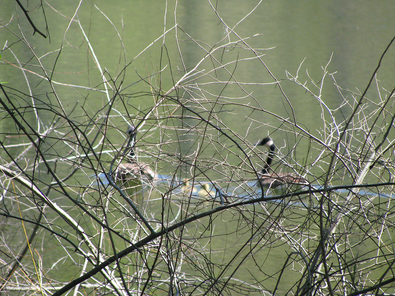 Image of geese with focal blur applied