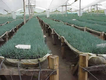 Cultivo hidrop�nico