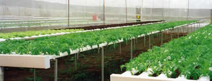 Cultivo hidrop�nico