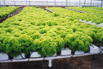 Cultivo hidrop�nico