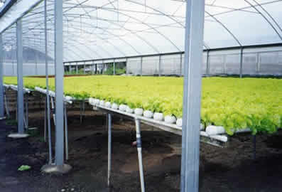 Cultivo hidrop�nico