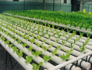 Cultivo hidrop�nico