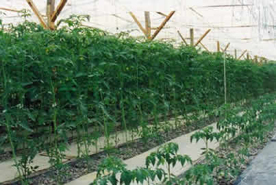 Cultivo hidrop�nico