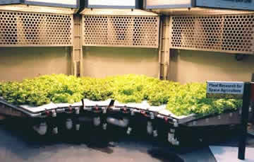 Cultivo hidrop�nico