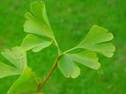 herb