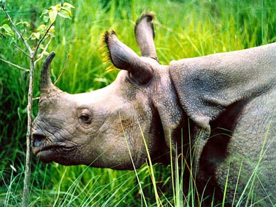 Rhinoceros