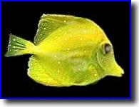 [Pez con punto blanco. Cryptocarion irritans]