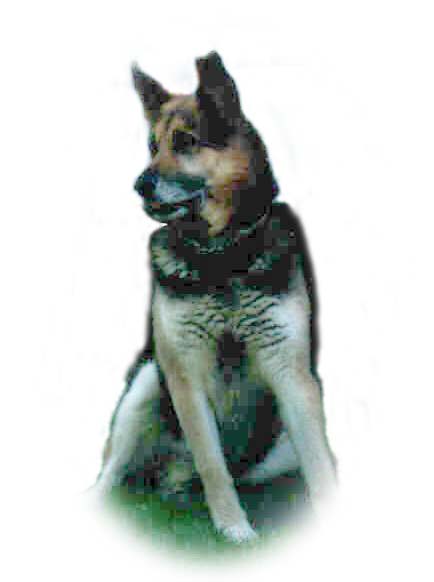  YAKI 