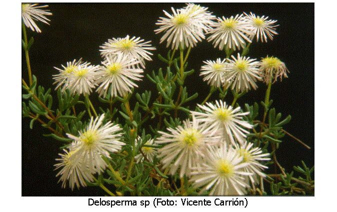 Cuadro de texto:
Delosperma sp (Foto: Vicente Carrión)