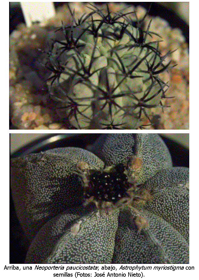 Cuadro de texto:  

 
Arriba, una Neoporteria paucicostata; abajo, Astrophytum myriostigma con semillas (Fotos: Jos Antonio Nieto).
