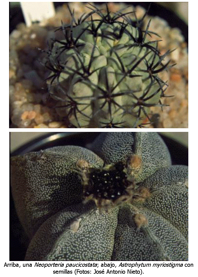 Cuadro de texto:
Arriba, una Neoporteria paucicostata; abajo, Astrophytum myriostigma con semillas (Fotos: José Antonio Nieto).