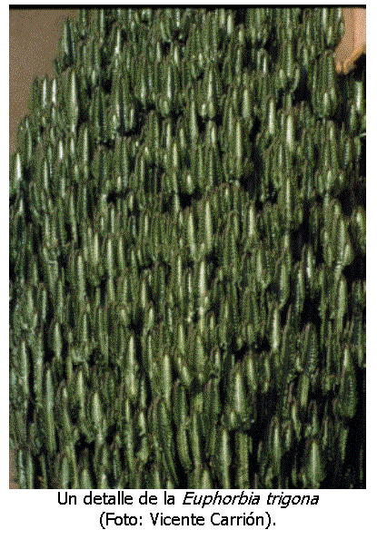 Cuadro de texto:  
Un detalle de la Euphorbia trigona 
(Foto: Vicente Carrin).

