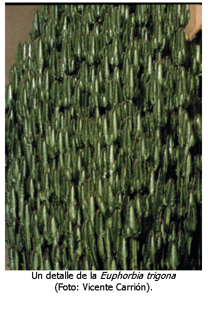 Cuadro de texto:  
Un detalle de la Euphorbia trigona 
(Foto: Vicente Carri�n).

