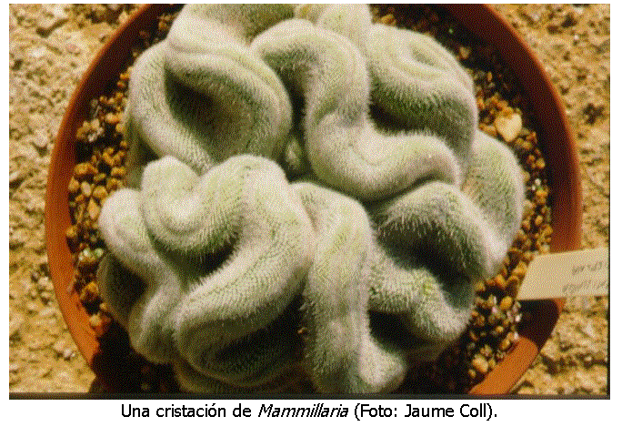 Cuadro de texto:  
Una cristacin de Mammillaria (Foto: Jaume Coll).
