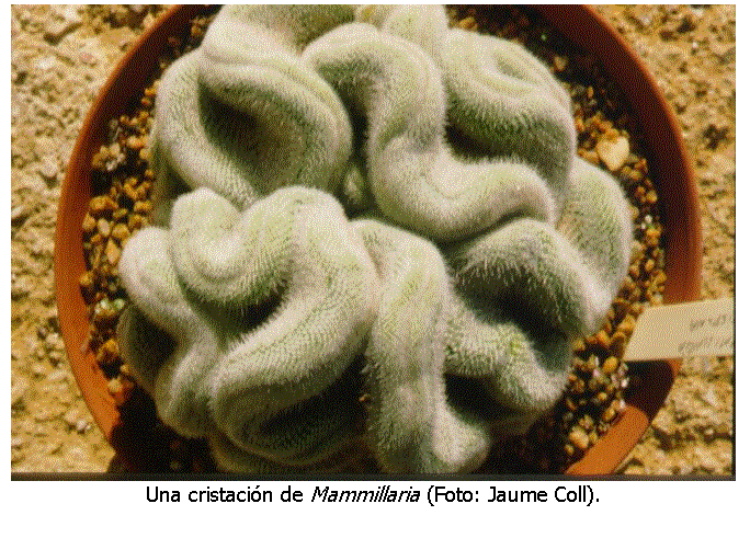 Cuadro de texto:  
Una cristaci�n de Mammillaria (Foto: Jaume Coll).
