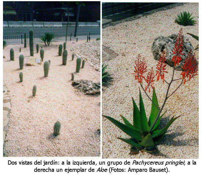 Cuadro de texto:    
Dos vistas del jardn: a la izquierda, un grupo de Pachycereus pringlei; a la derecha un ejemplar de Aloe (Fotos: Amparo Bauset).
