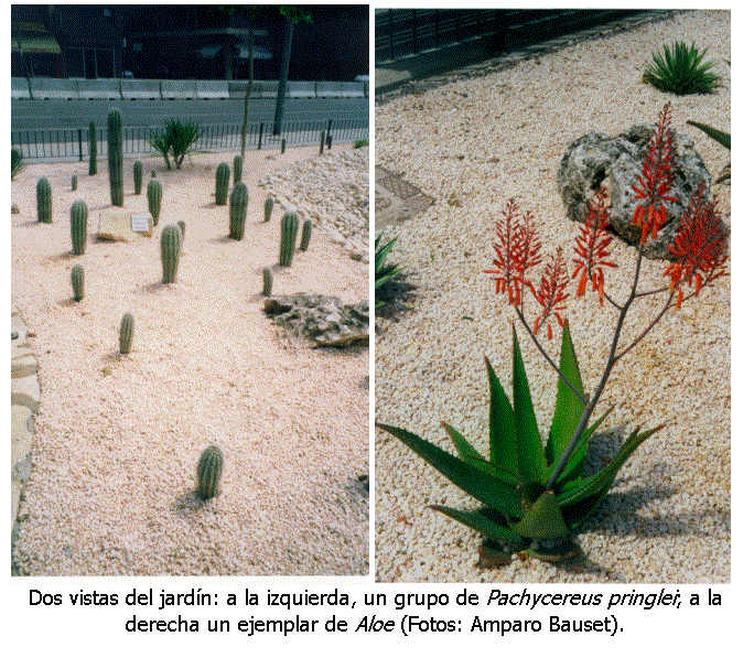 Cuadro de texto:    
Dos vistas del jard�n: a la izquierda, un grupo de Pachycereus pringlei; a la derecha un ejemplar de Aloe (Fotos: Amparo Bauset).
