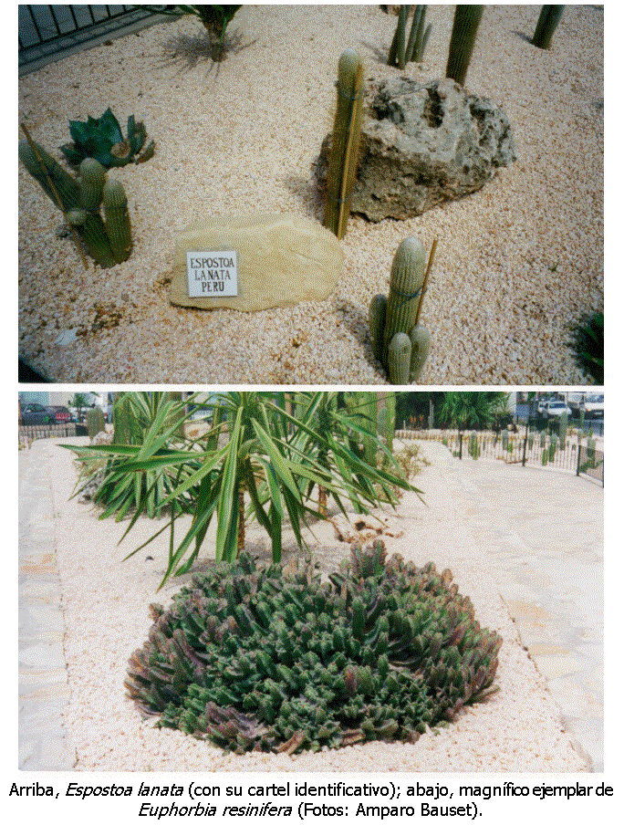 Cuadro de texto:  
 
Arriba, Espostoa lanata (con su cartel identificativo); abajo, magnfico ejemplar de Euphorbia resinifera (Fotos: Amparo Bauset).
