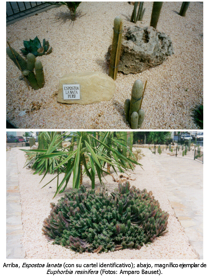 Cuadro de texto:
Arriba, Espostoa lanata (con su cartel identificativo); abajo, magnífico ejemplar de Euphorbia resinifera (Fotos: Amparo Bauset).