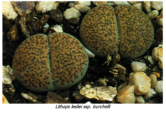 Cuadro de texto:  
Lithops lesliei ssp. burchelli
