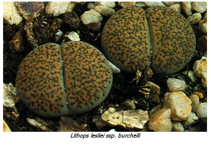 Cuadro de texto:  
Lithops lesliei ssp. burchelli

