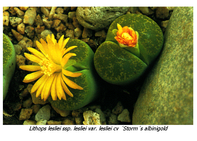 Cuadro de texto:  
Lithops lesliei ssp. lesliei var. lesliei cv Storms albinigold
