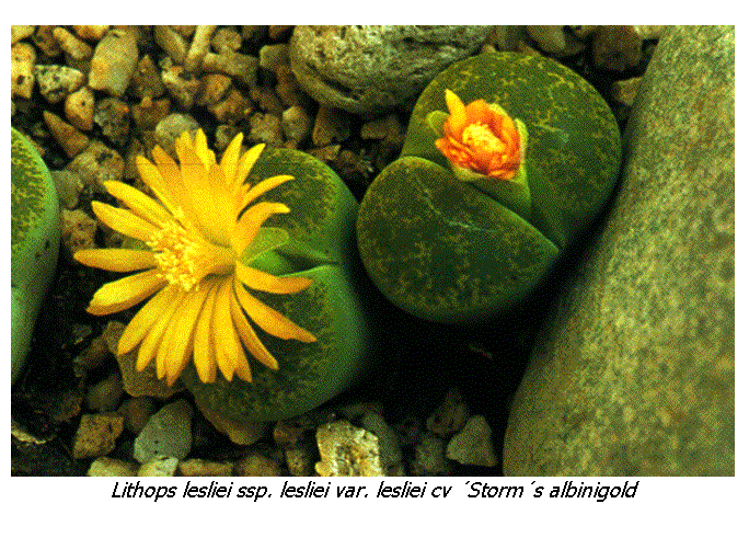 Cuadro de texto:  
Lithops lesliei ssp. lesliei var. lesliei cv �Storm�s albinigold
