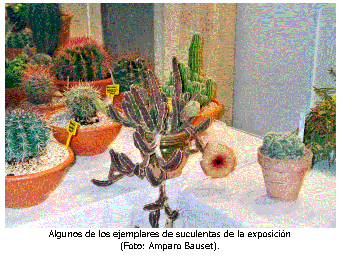 Cuadro de texto:  
Algunos de los ejemplares de suculentas de la exposici�n 
(Foto: Amparo Bauset).
