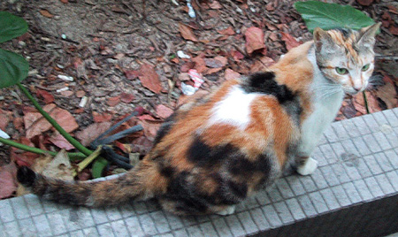 This is the picture of tri-color cat