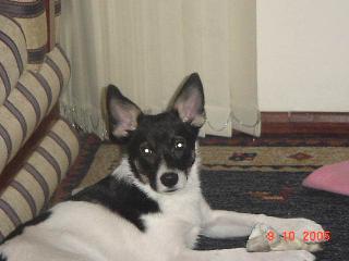 Kiara alerta