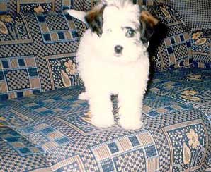 Kika
