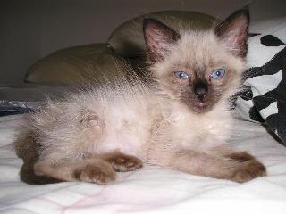 Paquita1