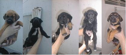 Filhos da Lola Adotados