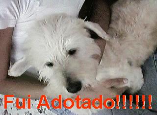 Frodo Adotado