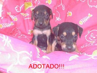 Meninas da Charlote 1