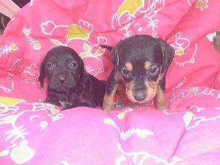 Meninas da Charlote 2