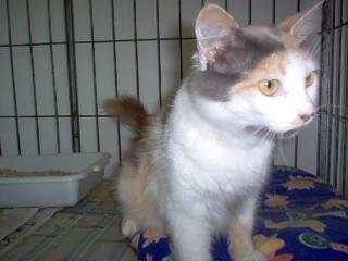 Athina