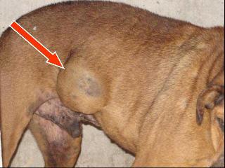 Brutus tumor