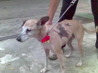 Dorinha2