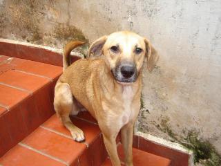 Emilinha