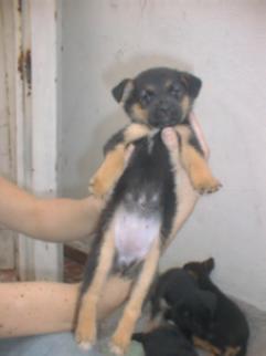 Filho Lola