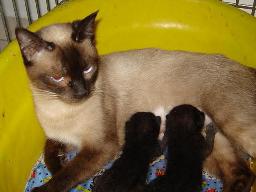 Giovanna beb�s 1