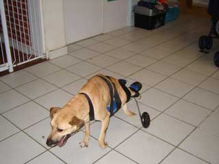 Leo 3