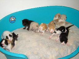 Gatinhos