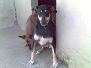 Polly