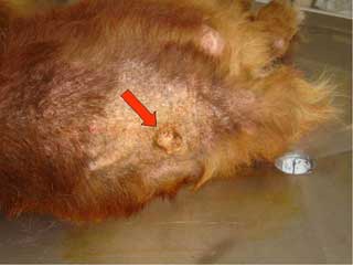 Um tumor